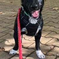 Lucky ein süßes Mädchen, Hündin zur Adoption