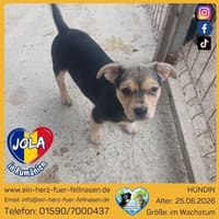 Jola, kleines Hundeherz sucht Heimat, Hündin zur Adoption