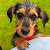 Käthe in 38448 Wolfsburg, Hündin zur Adoption