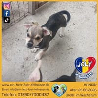 Joly, verspielte kleine Seele, Hündin zur Adoption