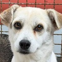 WILMA-sanfte, anmutige, liebevolle Hündin, 48 cm, Hündin zur Adoption