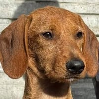 COSMO-bezaubernder, fröhlicher Welpen-Rüde, 33 cm(w), Hund zur Adoption