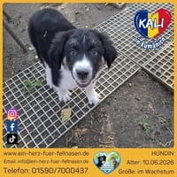 Kali liebt euch alle, Hündin zur Adoption