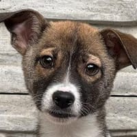 JULIAN-hübscher Welpen-Rüde, 25 cm(w), Hund zur Adoption