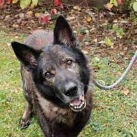Greifi, ein Traum - Schäferhund, Hund zur Adoption