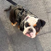 Menschenbezogener Bobby wartet in 13347 Berlin, Hund zur Adoption