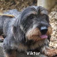 Viktor, Hund zur Adoption