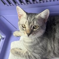 innen und außen zuckersüß : Kater Samy im Rheingau, Kater zur Adoption