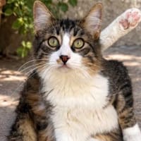 anhänglicher Pumuky, Kater zur Adoption