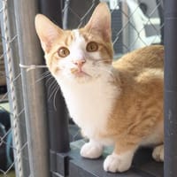 Süßer, fröhlicher Kater Andreas, Kater zur Adoption