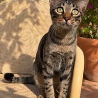 anhänglicher Rex, Kater zur Adoption