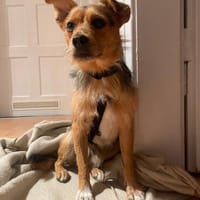 Austin  verschmust, neugierig und lebensfroh, Hund zur Adoption