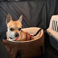 MONET  kleiner Chihuahua mit riesengroßem Herzen sucht, Hund zur Adoption