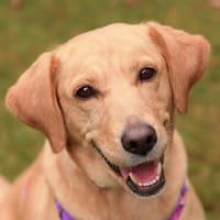 ELEKTRA - blonde Schönheit mit ausgezeichneten Manieren, Hündin zur Adoption