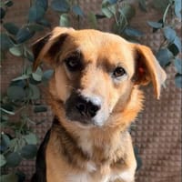 Theo - freundlicher Herzenshund sucht sein Zuhause, Hund zur Adoption