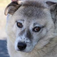 Gaiwan - kinderlieber Familienhund, Hund zur Adoption