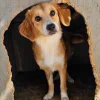 Lucy mit kleinem Handicap sucht, Hündin zur Adoption