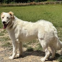 BIANCO, Hund zur Adoption