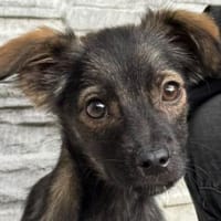 JUSTUS-zuckersüßer Welpen-Rüde, 25 cm(wachsend), Hund zur Adoption