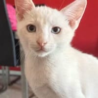kleiner, anhänglicher Siammix Bamban, Kater zur Adoption