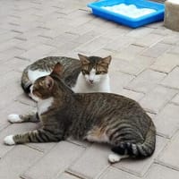 Hübsches Geschwisterpaar Princesa und Gordo, Kater zur Adoption