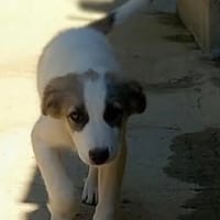 Pink auf der Suche nach Lebenslänglicher Liebe, Hündin zur Adoption