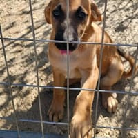 Thalia (die Blühende) sucht den passenden Garten, Hündin zur Adoption