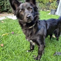 Negruta Alexia wartet in 93096 Köfering, Hündin zur Adoption