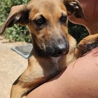 Iraklis (der Ruhm der Hera) sucht, Hund zur Adoption