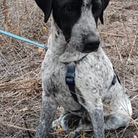 Münsterländer Mix Mädchen Zoe, Hündin zur Adoption