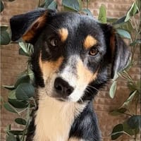 Elsa - liebevolle Hündin sucht ein Zuhause, Hündin zur Adoption