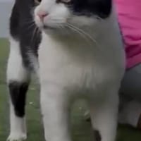 Herzenskater Papi im Rheingau, Kater zur Adoption