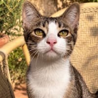 anhänglicher Wonka, Kater zur Adoption