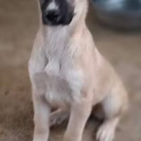 Hanuta auf der Suche nach Dir, Hündin zur Adoption