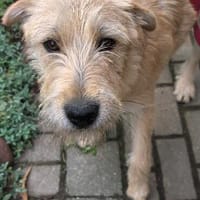 Wilma  freundliche, menschenbezogene Hündin sucht liebevoll, Hündin zur Adoption
