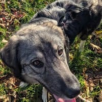 freundliche Hündin, Kiwi auf Pflegestelle in Leipzig sucht, Hündin zur Adoption
