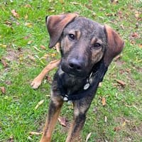 aufgeschlossener, junger Rüde Fred auf PS bei Chemnitz, Hund zur Adoption