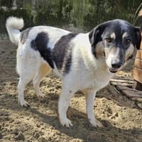 SCOOBA 50 cm (Pflegestelle), Hündin zur Adoption