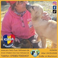 Kleine Kiana sucht große Liebe, Hündin zur Adoption