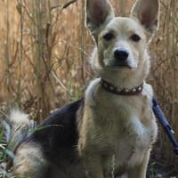 Niki sucht ihr Zuhause. 🤍, Hündin zur Adoption