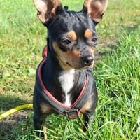 Genia, jetzt Thilda - eine zauberhafte kleine Hündin, Hündin zur Adoption