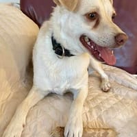 Quirin-freundlich und lieb, Hund zur Adoption