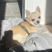 MIETTE, chienne à adopter