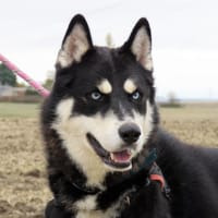VEGAS, chien à adopter
