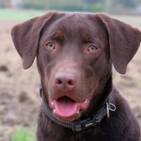KODA (réservé), chien à adopter