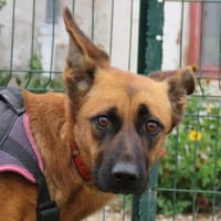 IRIS, chienne à adopter