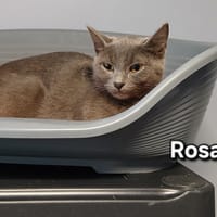 Rosa, chatte à adopter