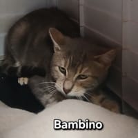 Bambino, chat à adopter