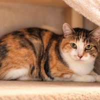 Jenga, chatte à adopter