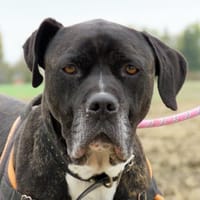KEMAI, chien à adopter